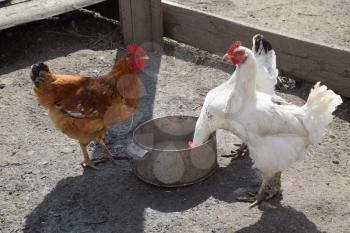 Hens in the yard of a hen house. Cultivation of poultry.