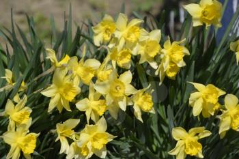 Flowers daffodil yellow. Spring flowering bulb plants in the flowerbed.