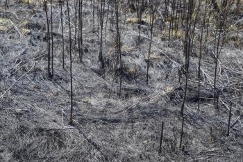 Ashes from the burned grass on the soil. After the fire, the landscape.