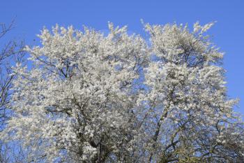 Blooming wild plum in the garden. Spring flowering trees. Pollination of flowers of plum.