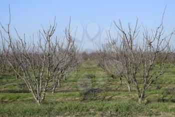 Winter young orchard. A garden from plum after a leaf fall in snowless winter.