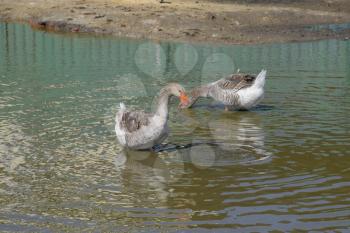 The gray goose is domestic. Homemade gray goose. Homemade geese in an artificial pond.