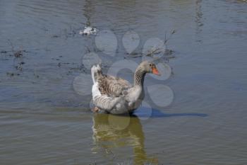 The gray goose is domestic. Homemade gray goose. Homemade geese in an artificial pond.