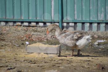 The gray goose is domestic. A domestic goose is food