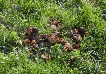 Horse manure on the grass in the pasture.