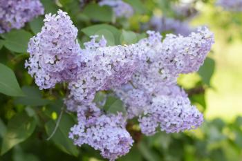 Beautiful purple lilac flowers outdoors. Lilac flowers on the branches