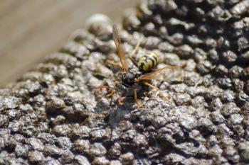 Wasps polist. The nest of a family of wasps which is taken a close-up.