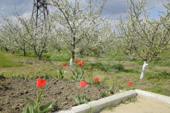 Flowering plum garden. Farm garden in spring.