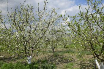 Flowering plum garden. Farm garden in spring.