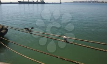 Seagull sitting on mooring ropes. Birds of the sea bay.