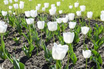 A flower bed with white tulips. White tulips, bulbous plants. White flowers.