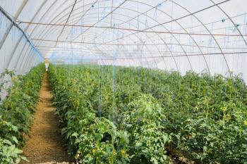 Tomatoes in the greenhouse. Tied tomatoes in the ranks of the greenhouse. Seedlings of tomato. Growing tomatoes in the greenhouse. Seedlin