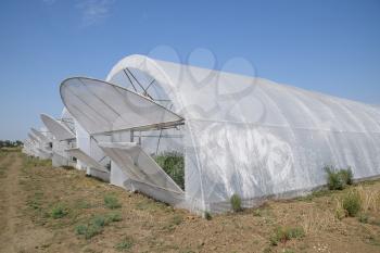 Open the doors of the greenhouse with tomatoes. The big greenhouse