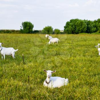 Goats grazing in the meadow. White goat dairy cattle eating grass in a pasture.