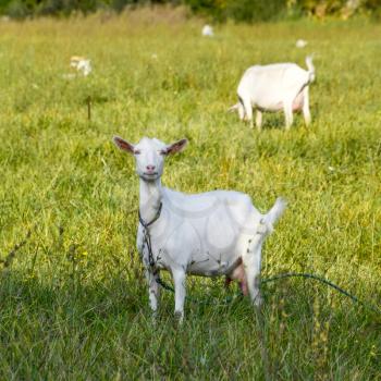 Goats grazing in the meadow. White goat dairy cattle eating grass in a pasture.