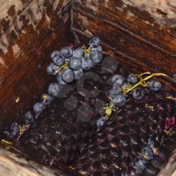 Manual mechanism for crushing grapes. Crush the grapes into juice and wine.