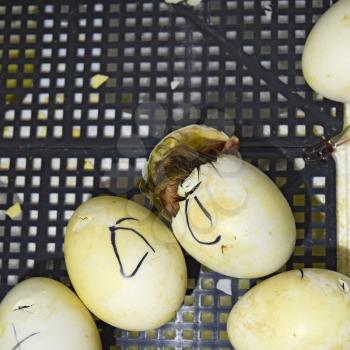 Hatching of eggs of ducklings of a musky duck in an incubator. Cultivation of poultry.