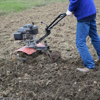 Planting potatoes under the walk-behind tractor. Man with motor-block in the garden.