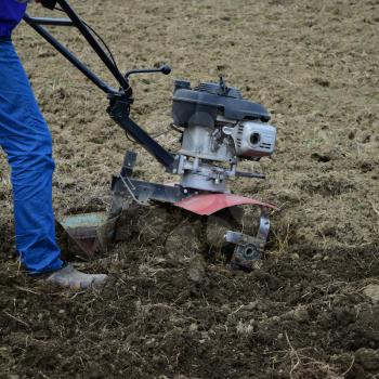 Planting potatoes under the walk-behind tractor. Man with motor-block in the garden.