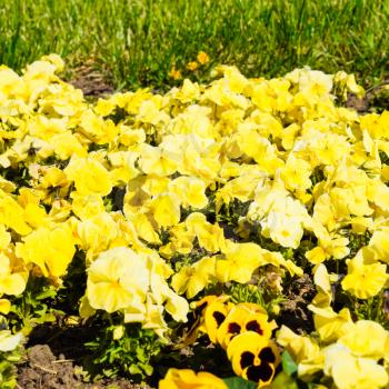 Yellow flowers of viola on the flowerbed. Viola