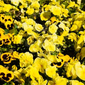 Yellow flowers of viola on the flowerbed. Viola