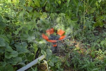 Watering strawberries with a rotating sprinkler. Watering in the garden