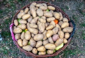 Young potatoes in a basket. Potato tubers.