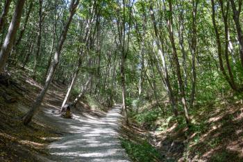 Footpath in the mountains in the forest. Footpath into the forest, covered with rubble.