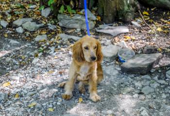 Red dog on a leash tied to the trunk of a tree.