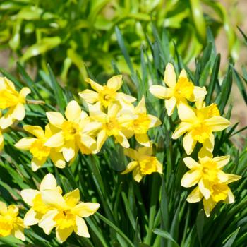 Flowers daffodil yellow. Spring flowering bulb plants in the flowerbed.