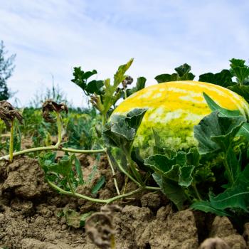 The growing water-melon in the field. Cultivation of melon cultures.