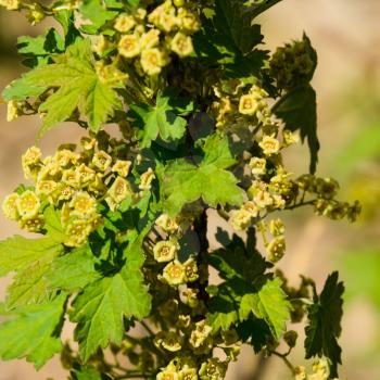 Flowers of red currant in spring on a stalk