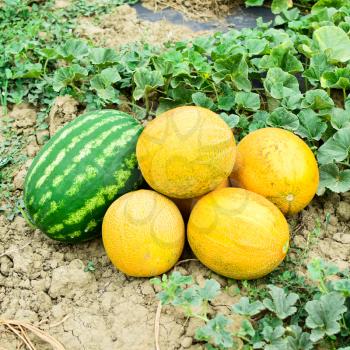 Melon and watermelon, plucked from the garden, lay together on the ground. Ripe melon and watermelon the new harvest.