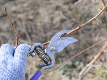 Trimming the tree with a cutter. Spring pruning of fruit trees.