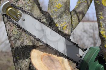sawn electric sawing tree. The stump of saw cut branches.