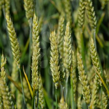 Spikelets of green wheat. Ripening wheat in the field