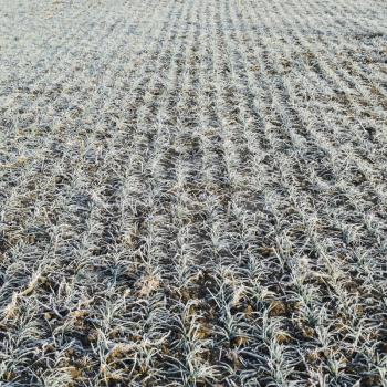 Field of winter wheat. Hoarfrost on foliage of sprouts of wheat.