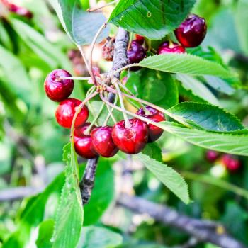 Berries of sweet cherries on the branches of a tree. Ripe sweet cherry
