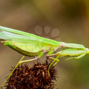 Mantis on the tong. Mating mantises. Mantis insect predator