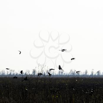 Crows circling above the plowed field in search of worms.