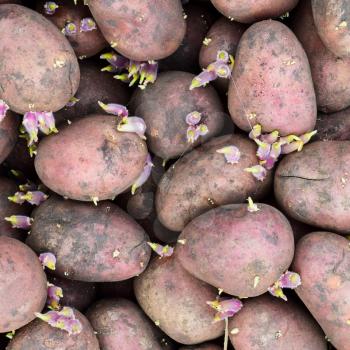 Germinated seed potatoes. Background of potatoes for planting in the garden.