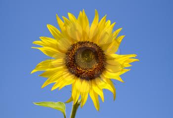 A blossoming sunflower against a blue sky and sun