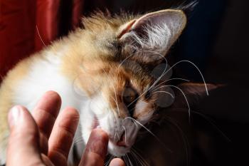 Maine Coon cat Giant maine coon cat. Breeding of purebred cats at home.