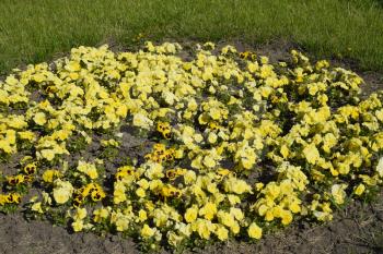 Yellow flowers of viola on the flowerbed. Viola