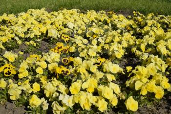 Yellow flowers of viola on the flowerbed. Viola