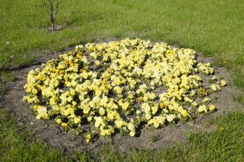 Yellow flowers of viola on the flowerbed. Viola