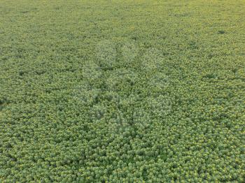 Field of sunflowers. Aerial view of agricultural fields flowering oilseed. Top view.