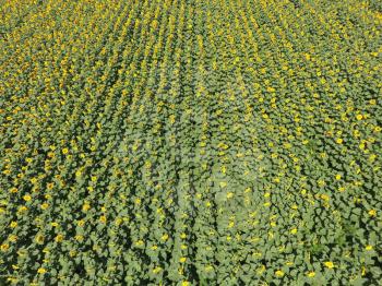 Field of sunflowers. Aerial view of agricultural fields flowering oilseed. Top view.