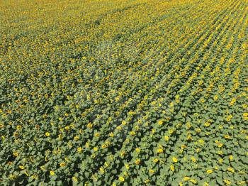 Field of sunflowers. Aerial view of agricultural fields flowering oilseed. Top view.