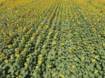 Field of sunflowers. Aerial view of agricultural fields flowering oilseed. Top view.